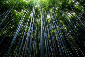 Looking Up 01_OSG